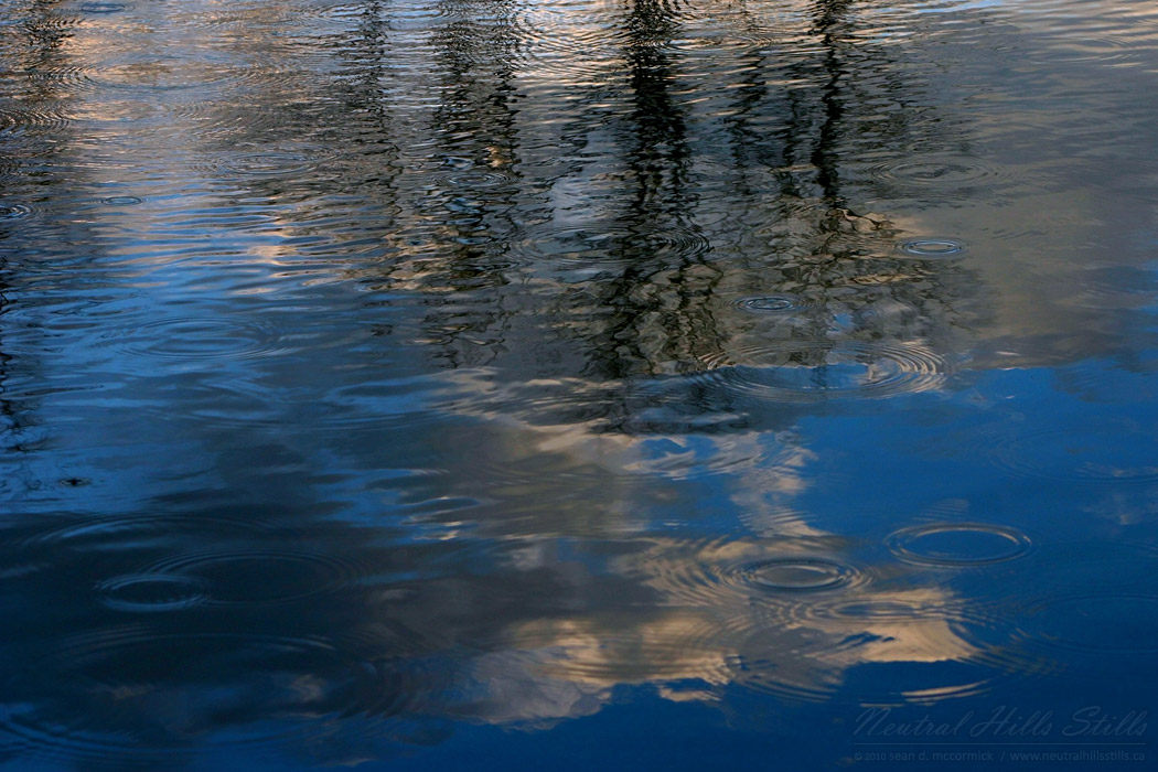 Raindrops Distorting Reflected Trees