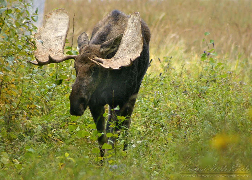 Moose!