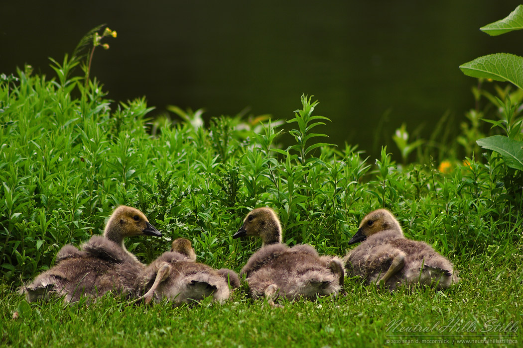 Goslings
