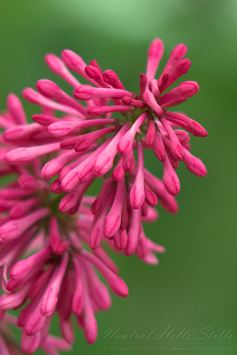 Pink something-or-other