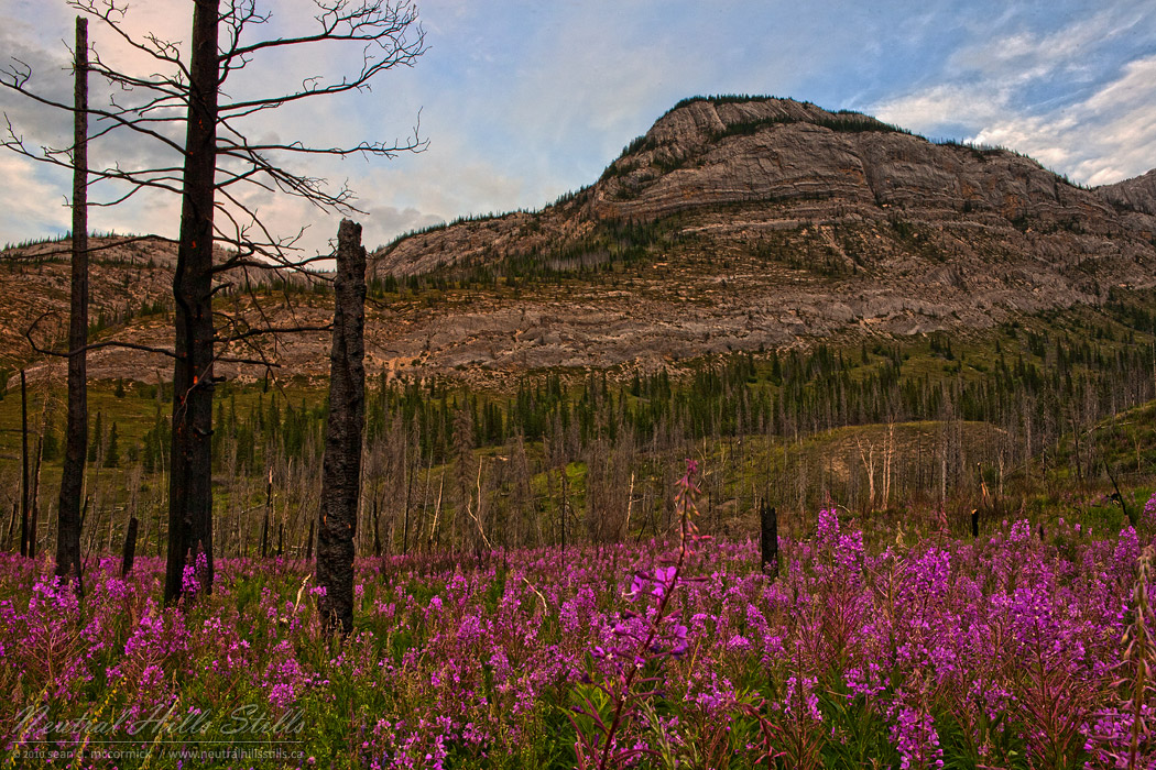 Fire Weed East of Jasper, Alberta