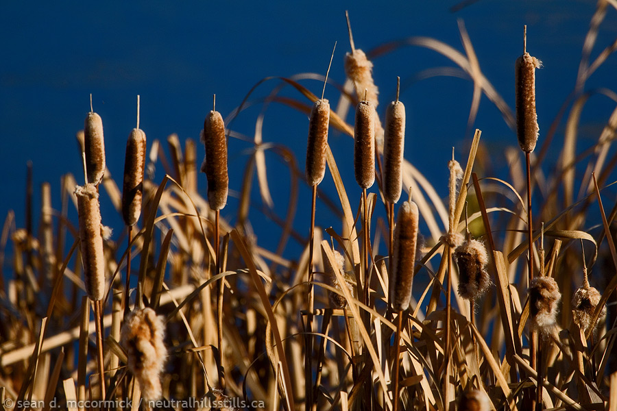 Cattails at the end of the season