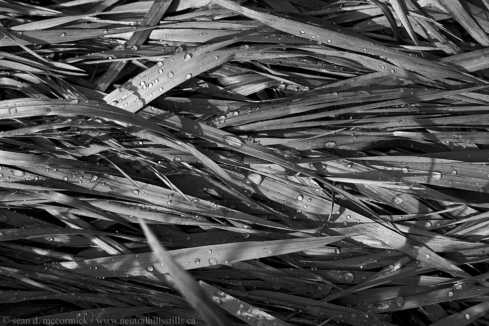 Wet grass