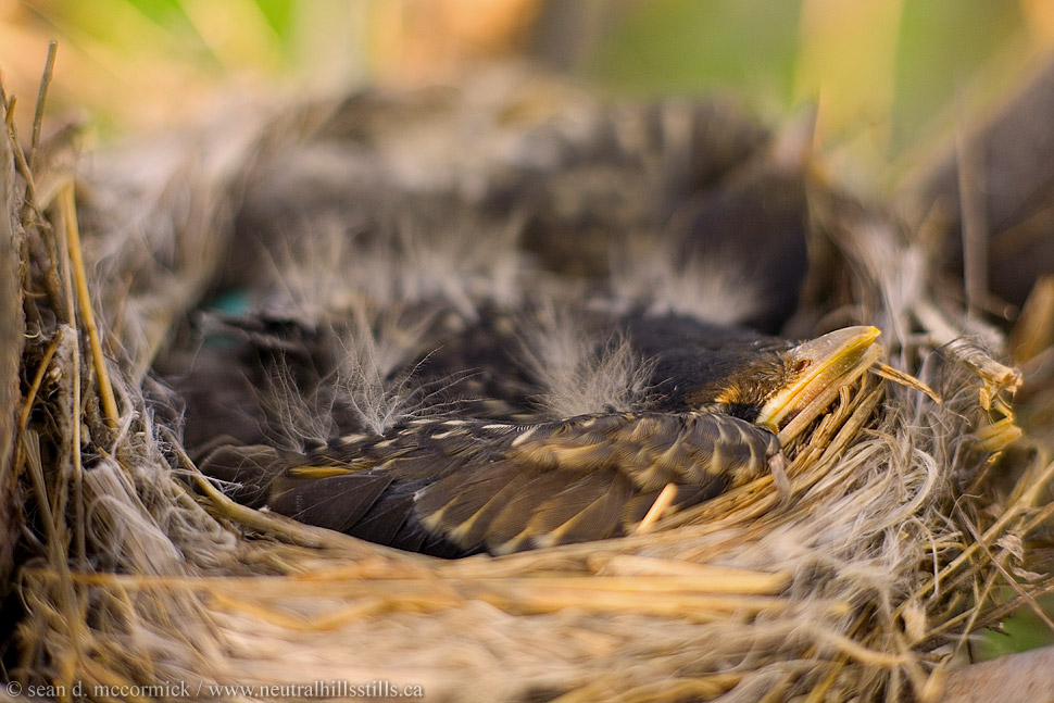 Baby robins