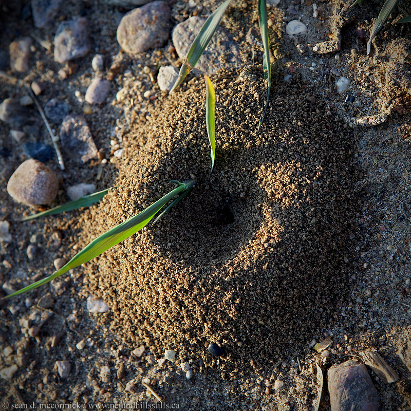 Gonna rain: The ants are kicking up