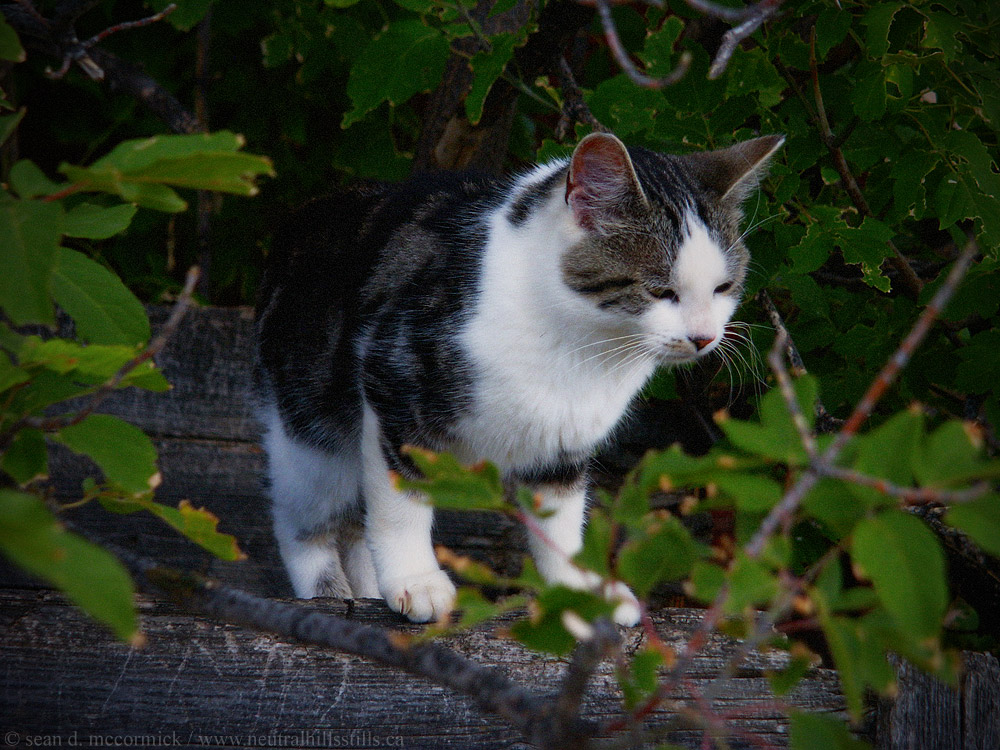The mighty hunter