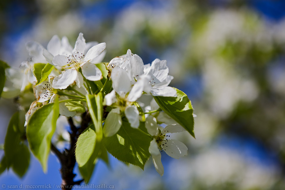 Pear blossoms