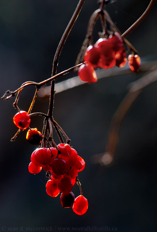 Red berries