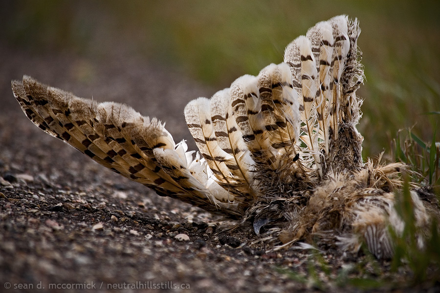 Casualty of war: Dead hawk on side of Hwy 41