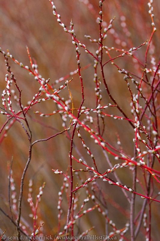 Perfunctory pussy willow shot [1 of 2]
