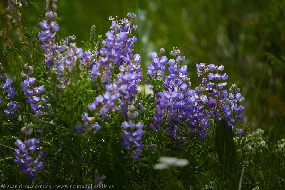 Wildflowers [4 of 5]