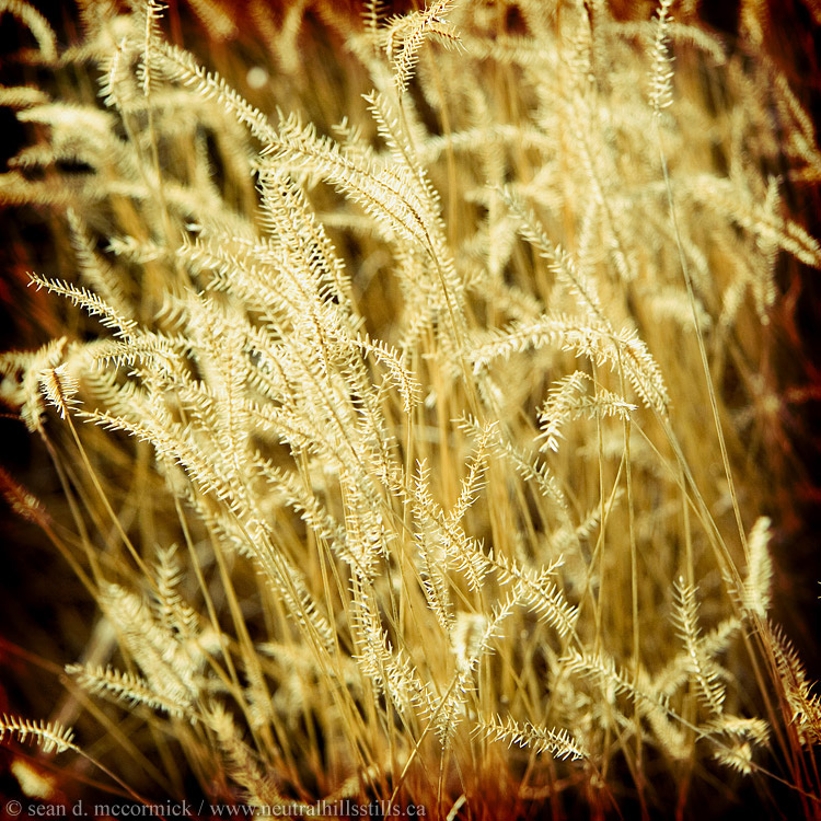 You can never have too many grass pictures