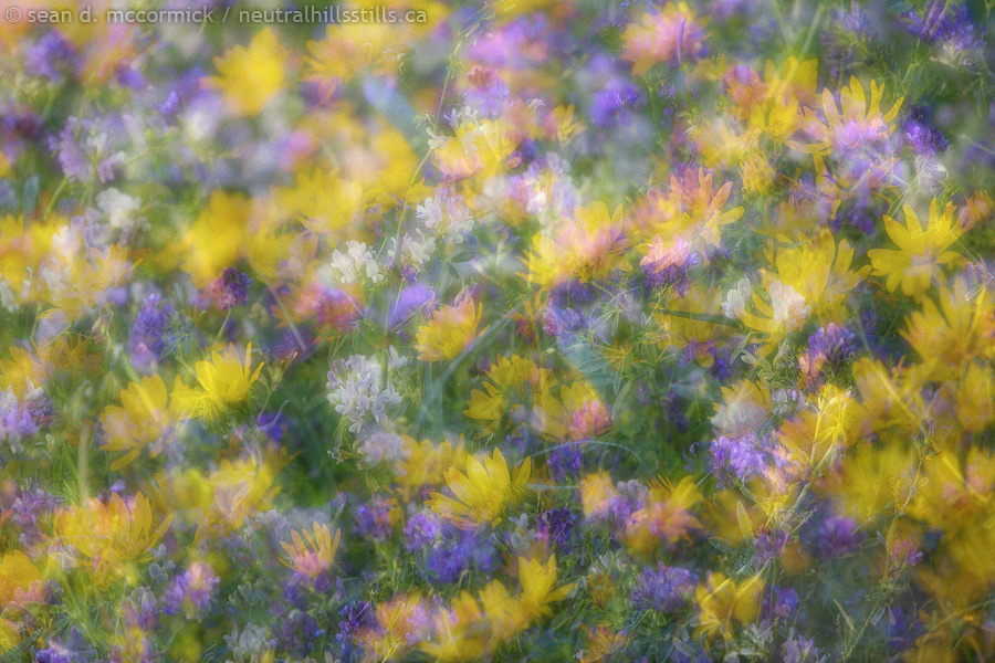 Neutral Hills wildflowers: A nod to Freeman Patterson