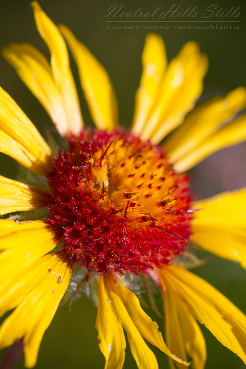 Ragged brown-eyed Susan