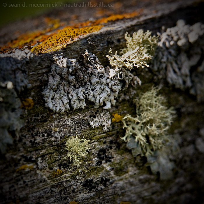 Lichens growing on fence board