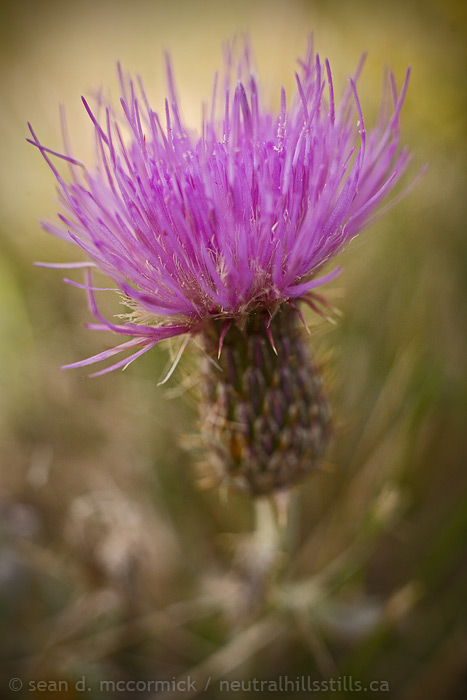 Russian thistle bloom