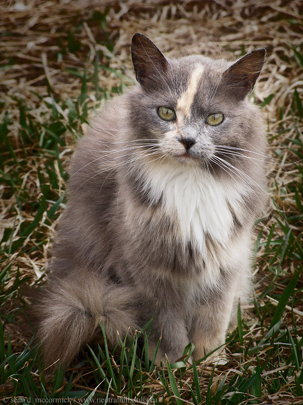 FARMLOLCAT: IM IN UR SHOTZ GLARING AT UR CAMERAZ!