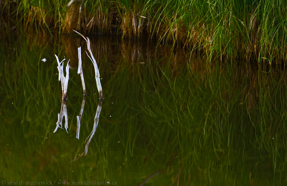 Reeds