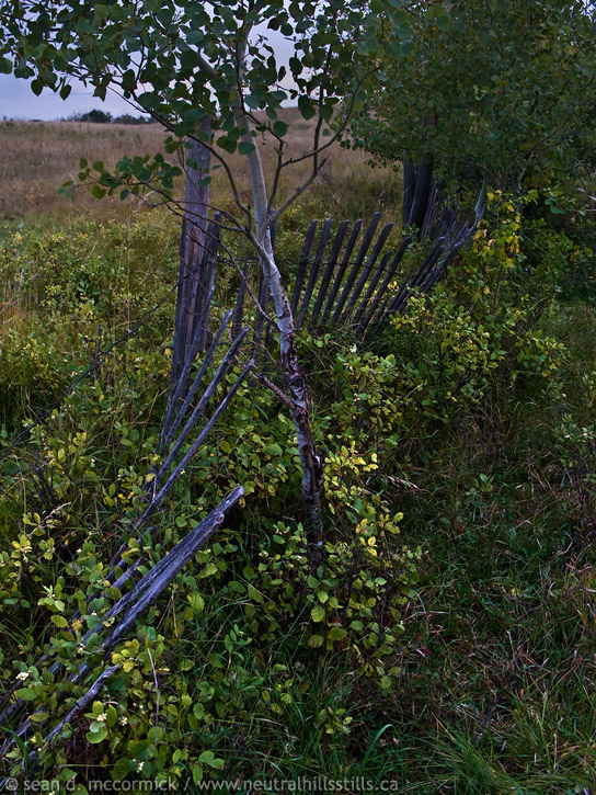 Overgrown corrals [2 of 3]