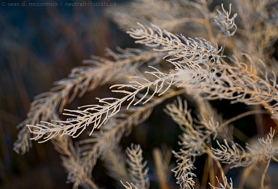 Frosted weeds