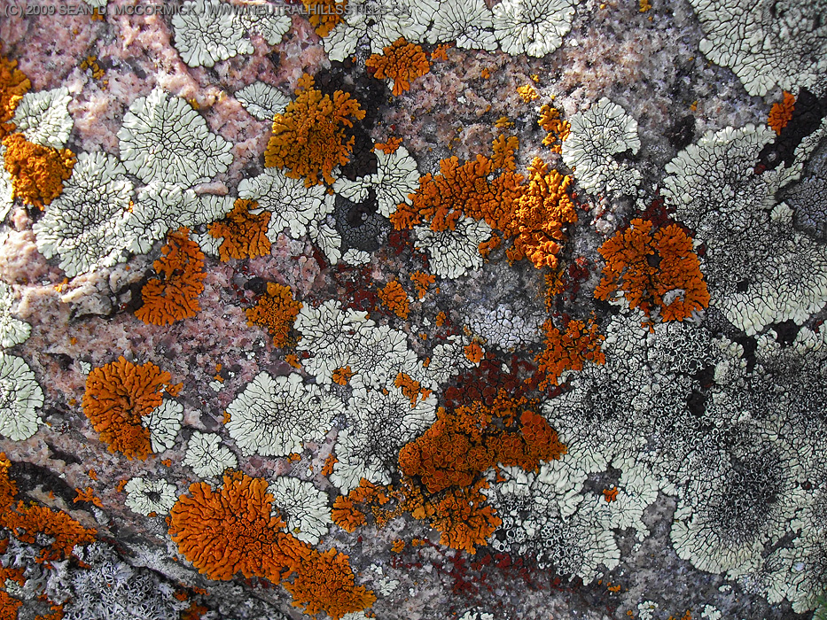 Some fungus underfoot