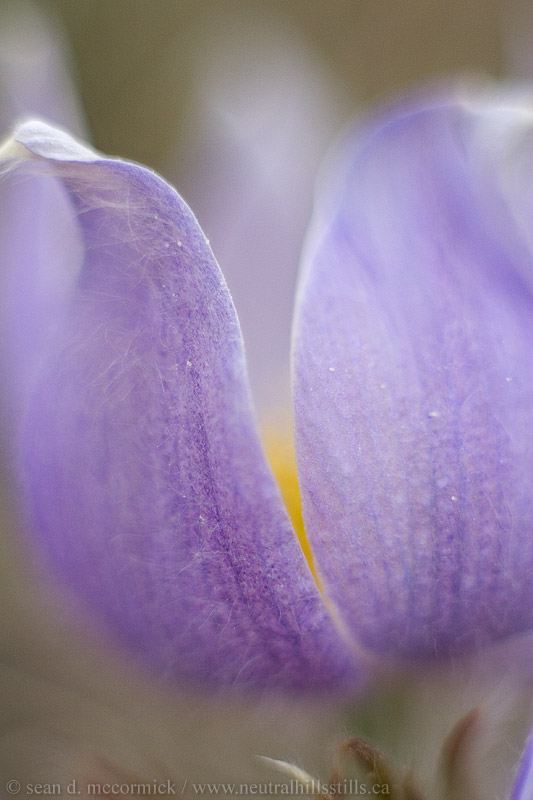 Crocuses: Spring 2007 [10 of 13]