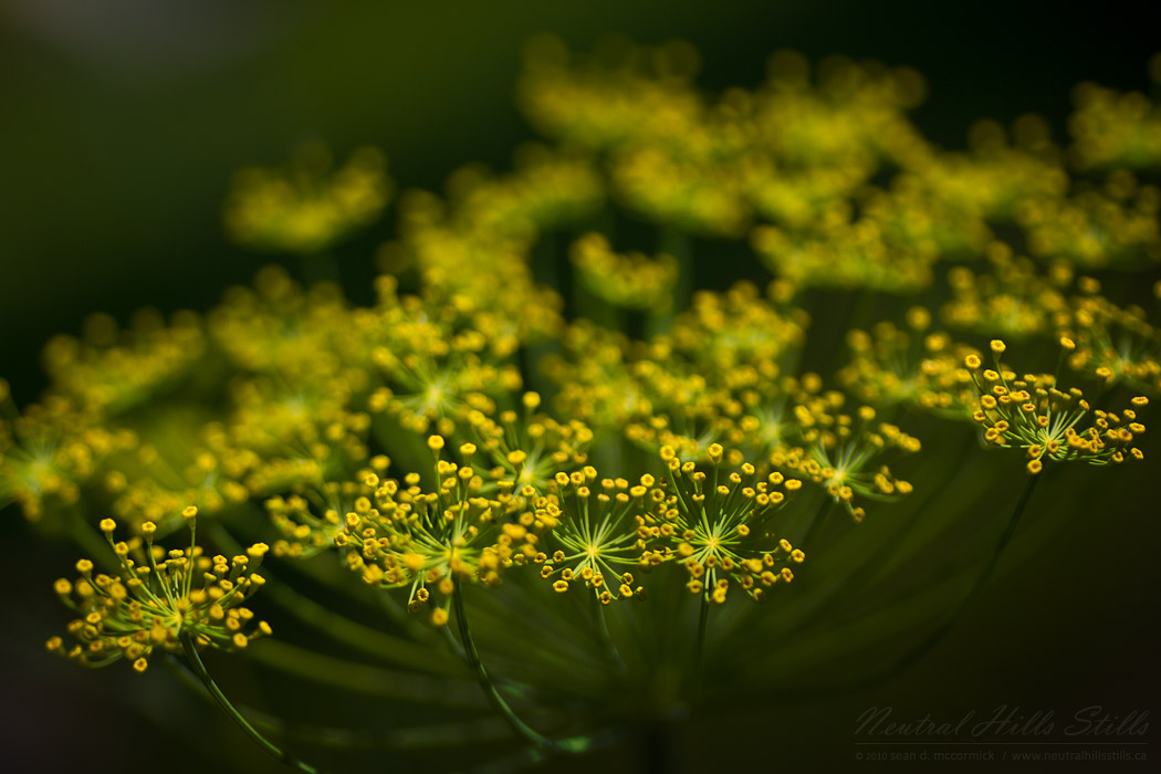 Jen's flowers 2010: Dill weed