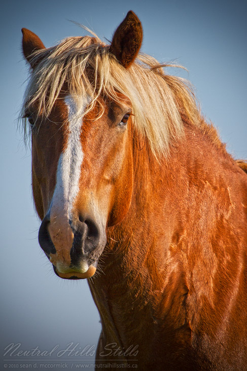 Horse sense