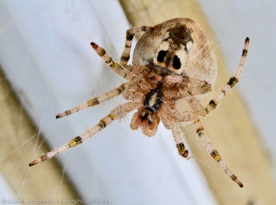 Jewell spider staking out our front porch