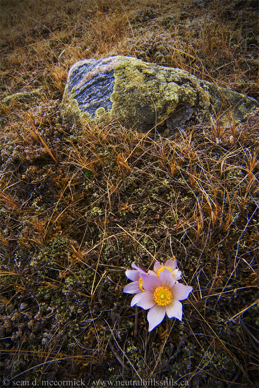 Crocuses and rock