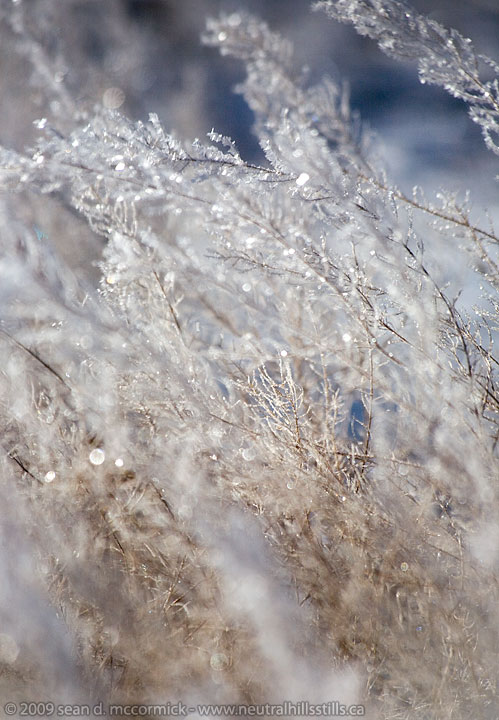 Hoar frost on the weeds