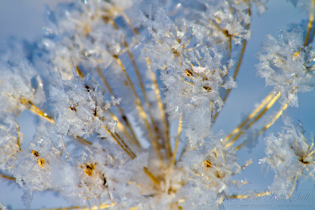 Frost on the dill weed [1 of 2]