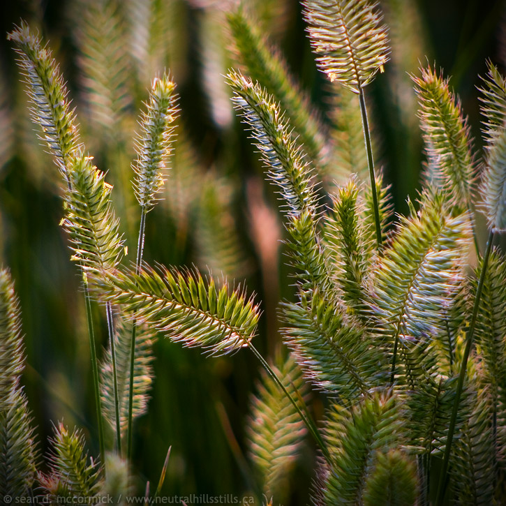 Wheat grass