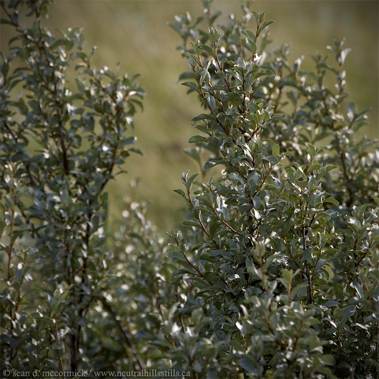 Silver willow a.k.a. "That miserable @#$%ing weed!"