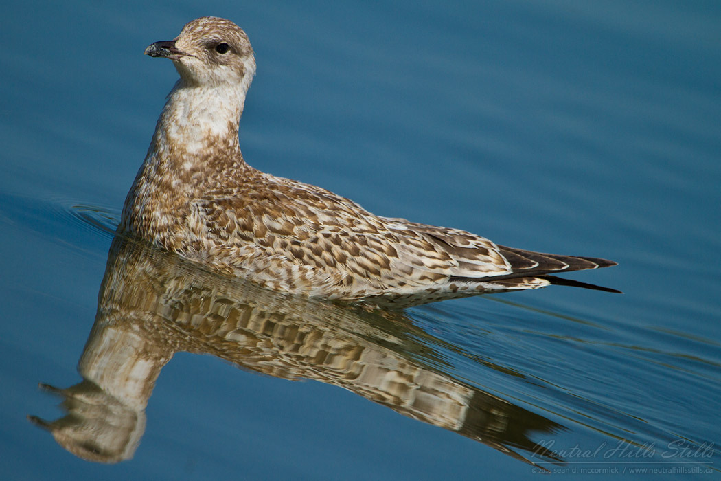Capt Ayre Lake 2010: Immature Gull