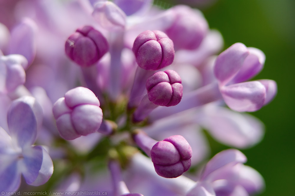 Faye's lilacs [3 of 5]