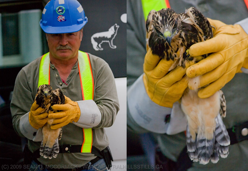 Young hawk rescued by Ledcor contractor