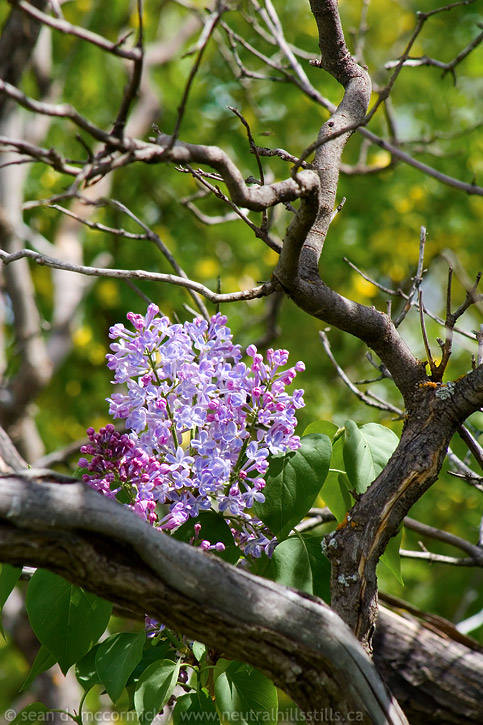 Faye's lilacs [2 of 5]