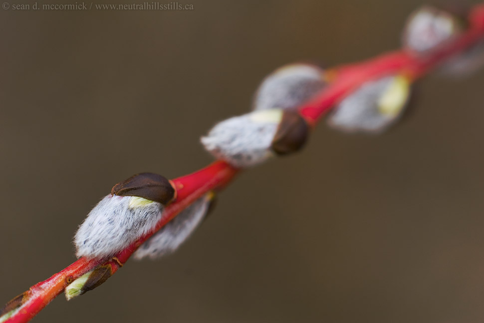 Pussy willows up close