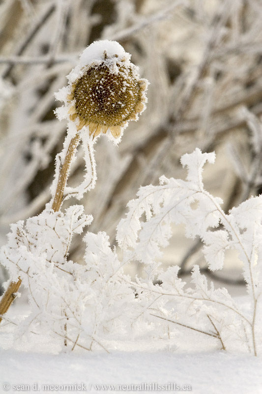 Frozen sunflower