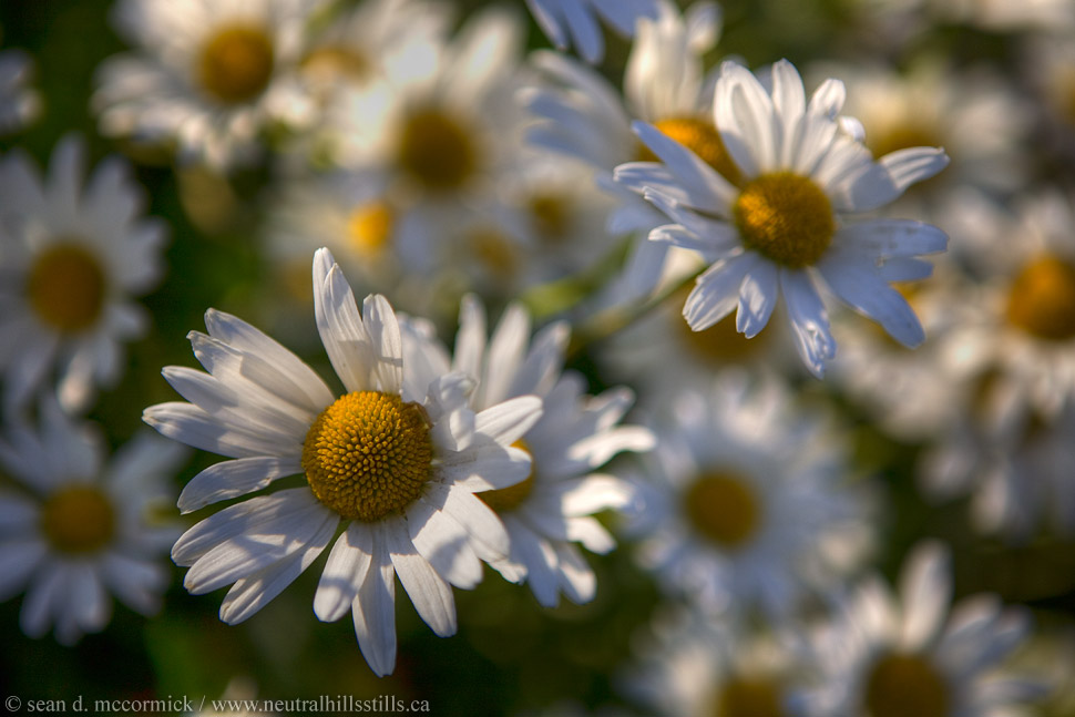 Jen's Daisies [1 of 3]