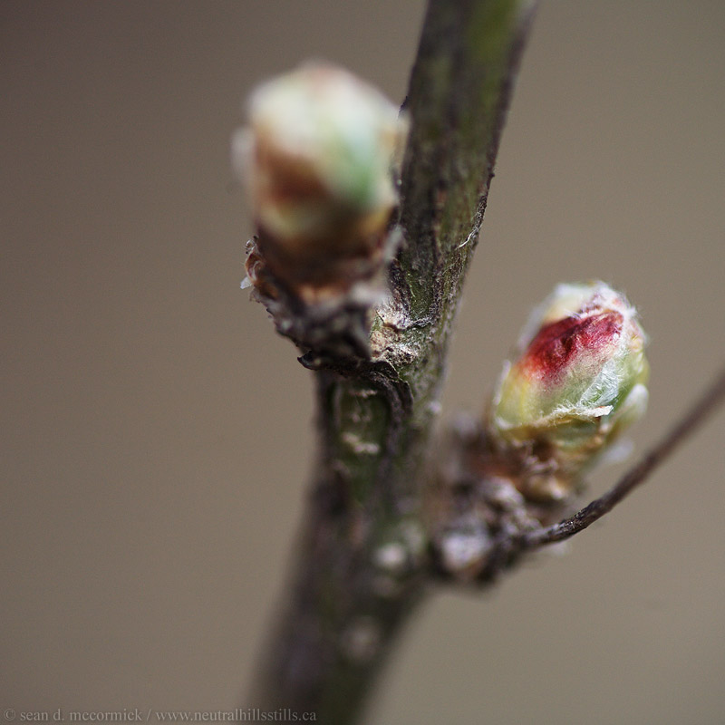 Caragan leaf bud about to unfold