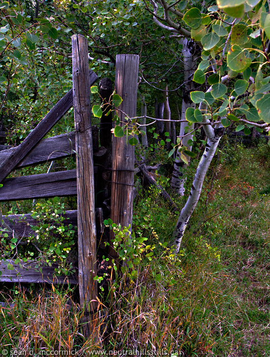 Overgrown corrals [3 of 3]