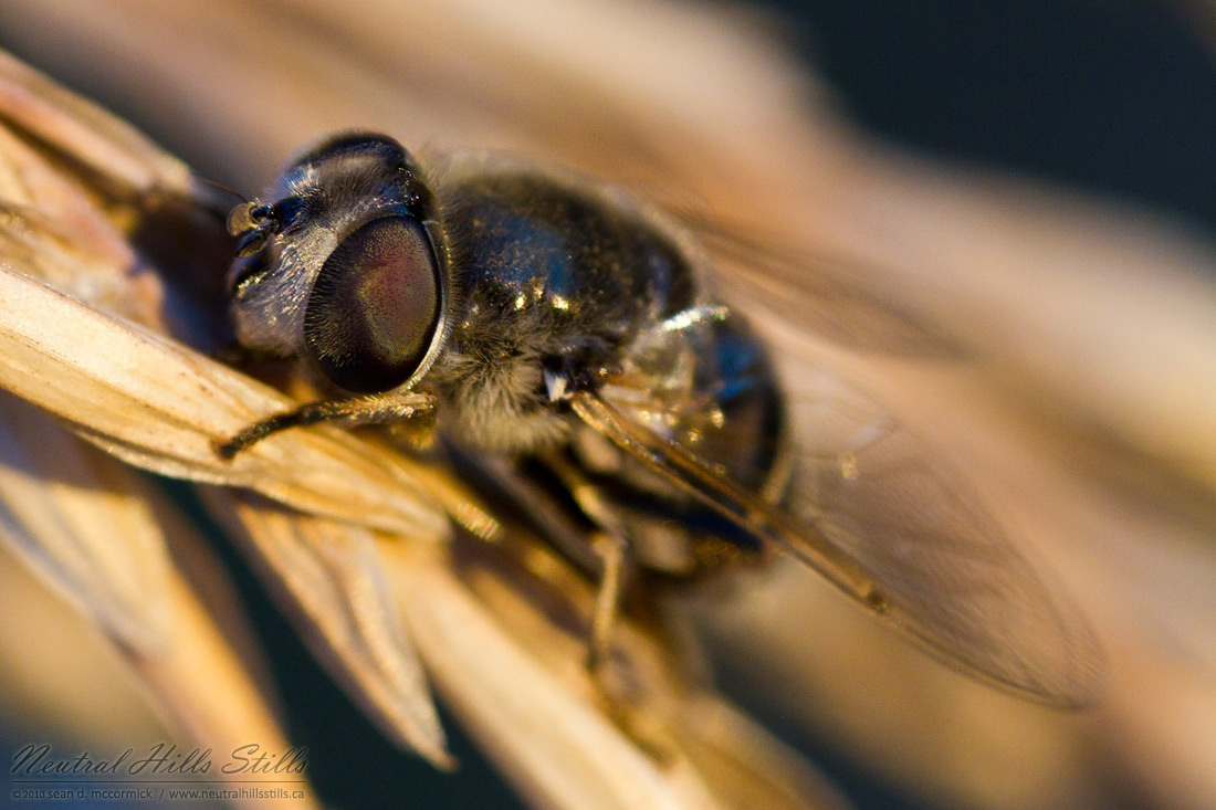 Brundlefly