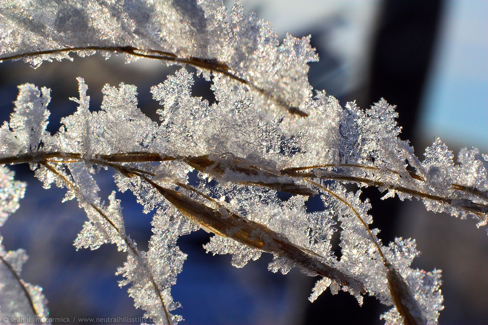 Frost on grass seeds