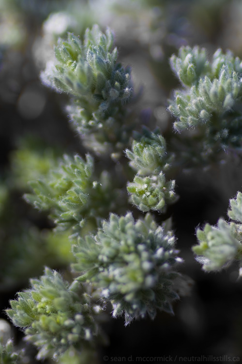 Wild sage