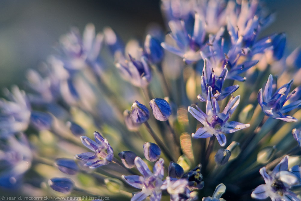 Jen's allium