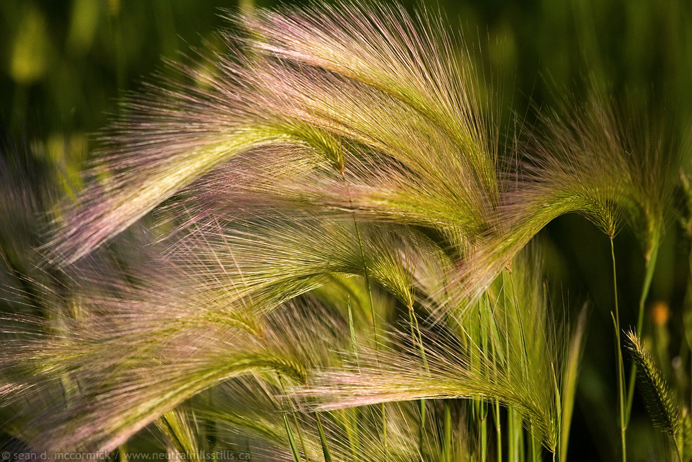 Foxtails