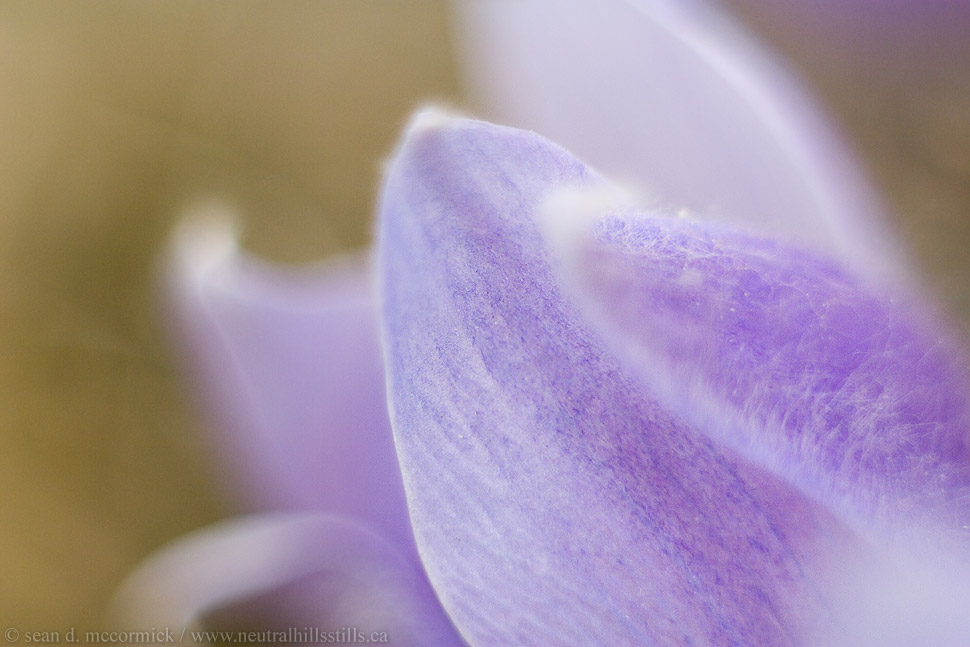 Crocuses: Spring 2007 [5 of 13]
