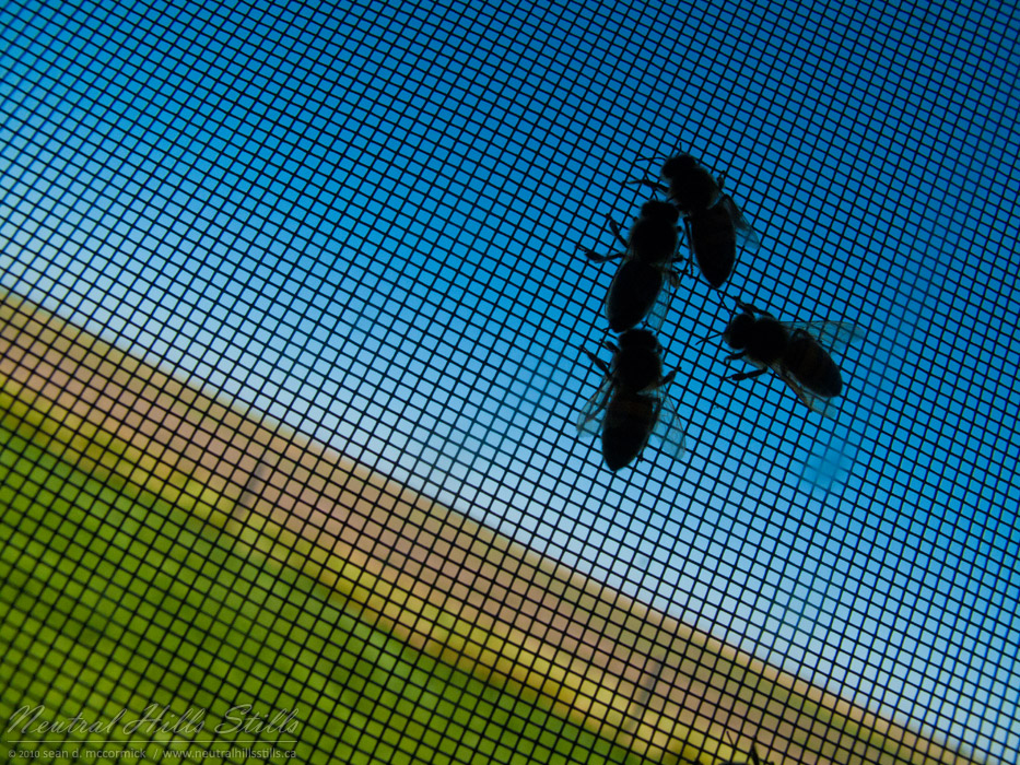 Roland School 2010: Wasps on the window